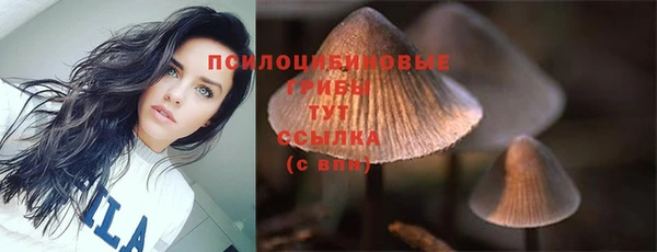 сатива Бородино
